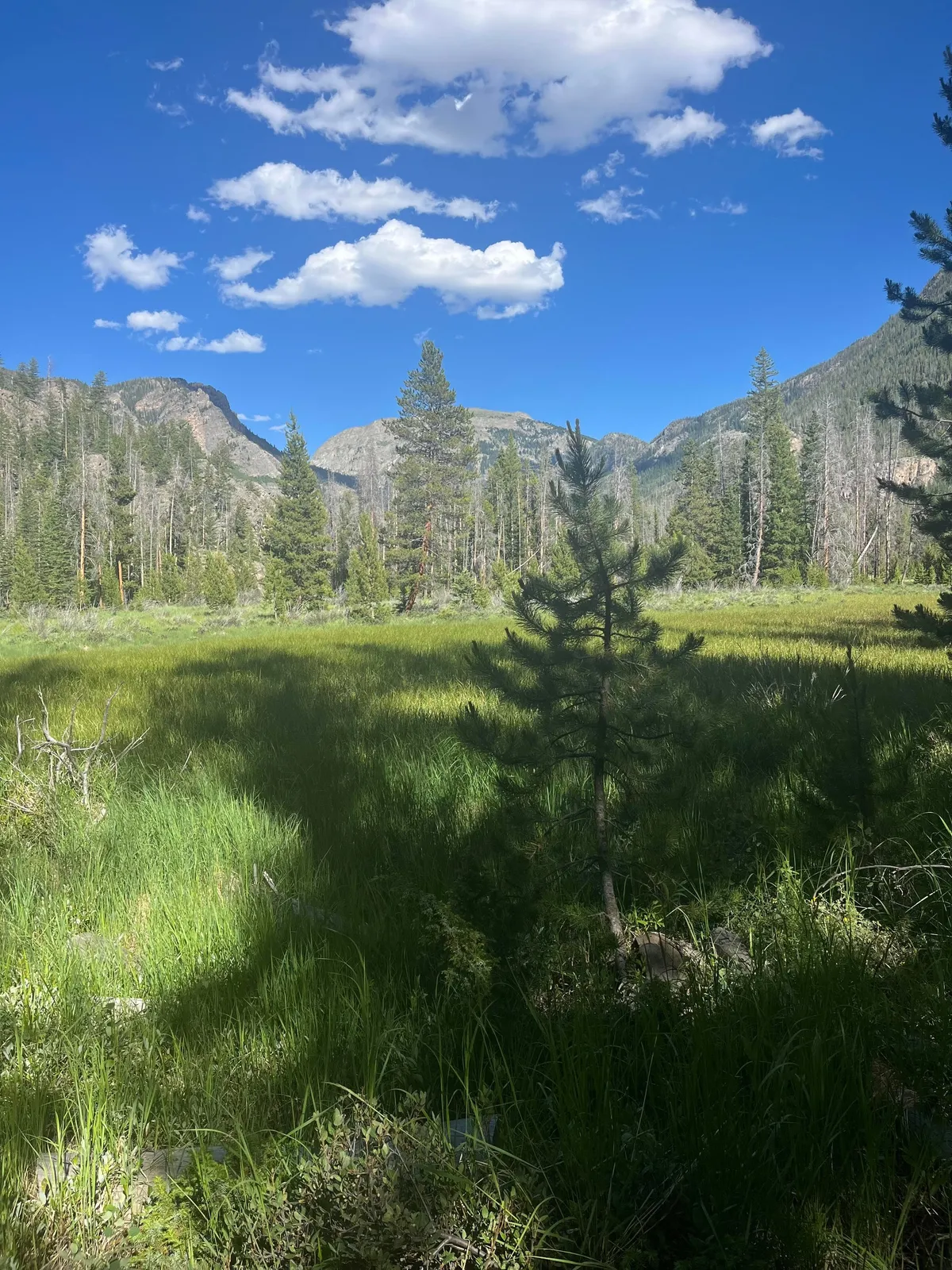 A sweeping exterior view capturing a majestic mountain range in the background, lush green meadow in the foreground, scattered trees, and a cloudy blue sky. The scene evokes a sense of peace, natural beauty, and quiet reflection, typical of a Rocky Mountain getaway.